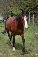 Vente de cheval : CABALPUR DE LIS